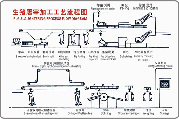 生豬屠宰設備加工工藝流程（圖）